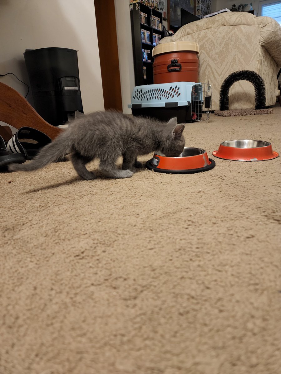 Swap_Shoppe's tweet image. Everyone meet the newest additions of the Shoppe family! Tempest (gray girl) and Thordak (black boy)