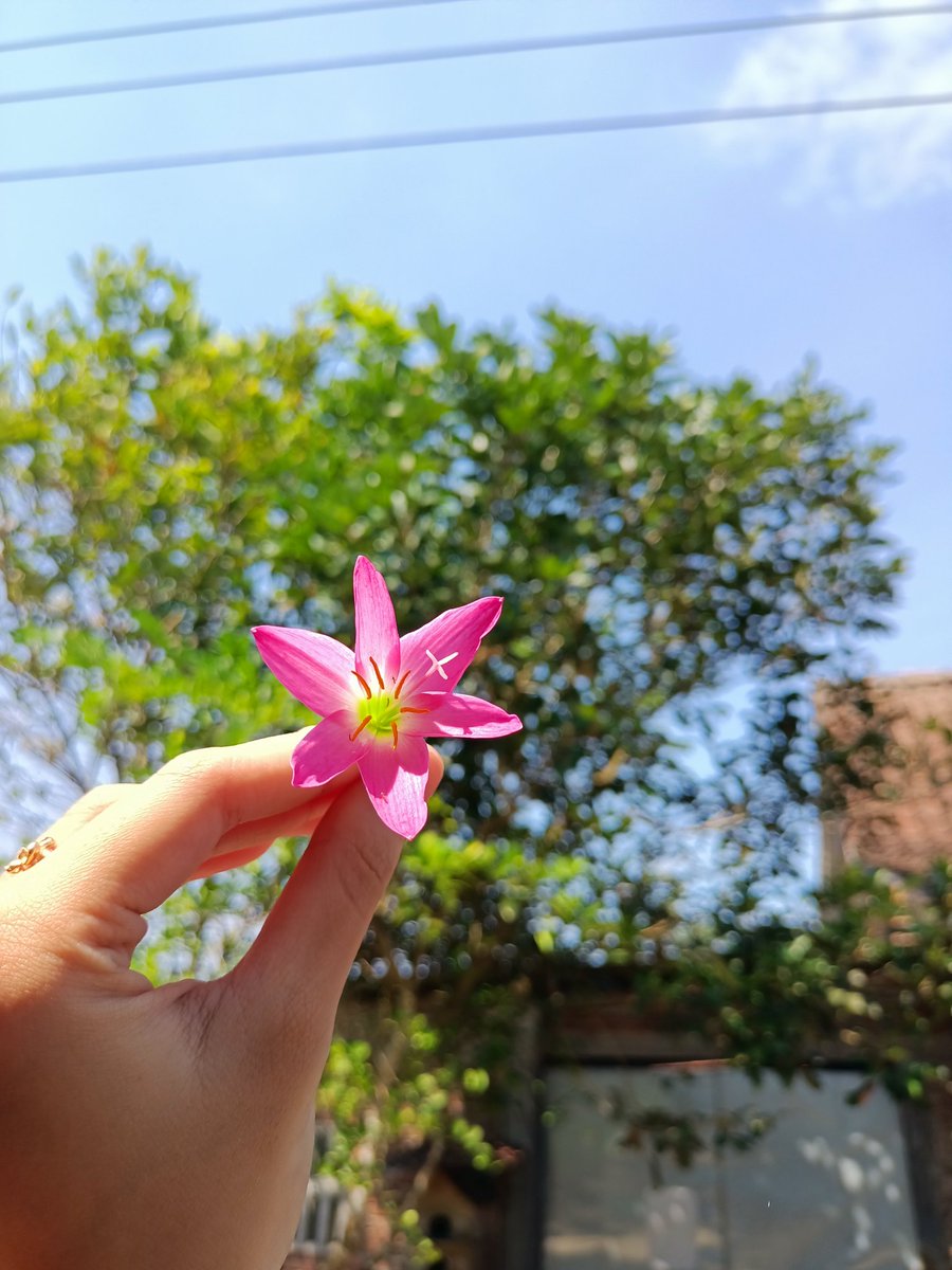 aaniiikk's tweet photo. lagi seneng motoin kembang akhir-akhir ini https://t.co/73WztEvqP8