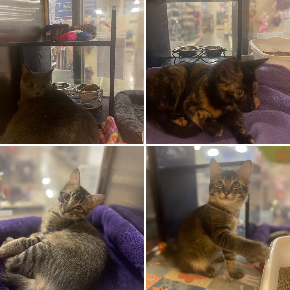 jenni_doyle's tweet photo. The @FriscoHumaneSoc has the sweetest kittens available for adoption. And one older, declawed Russian Blue named Malory, who is so loving. Available to cuddle this weekend at the Preston PetSmart. https://t.co/PhrxR9iQW9