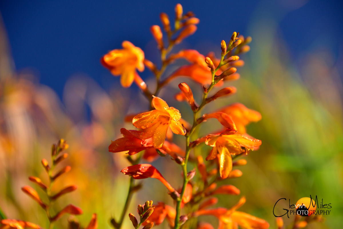 GM Photography tweet media