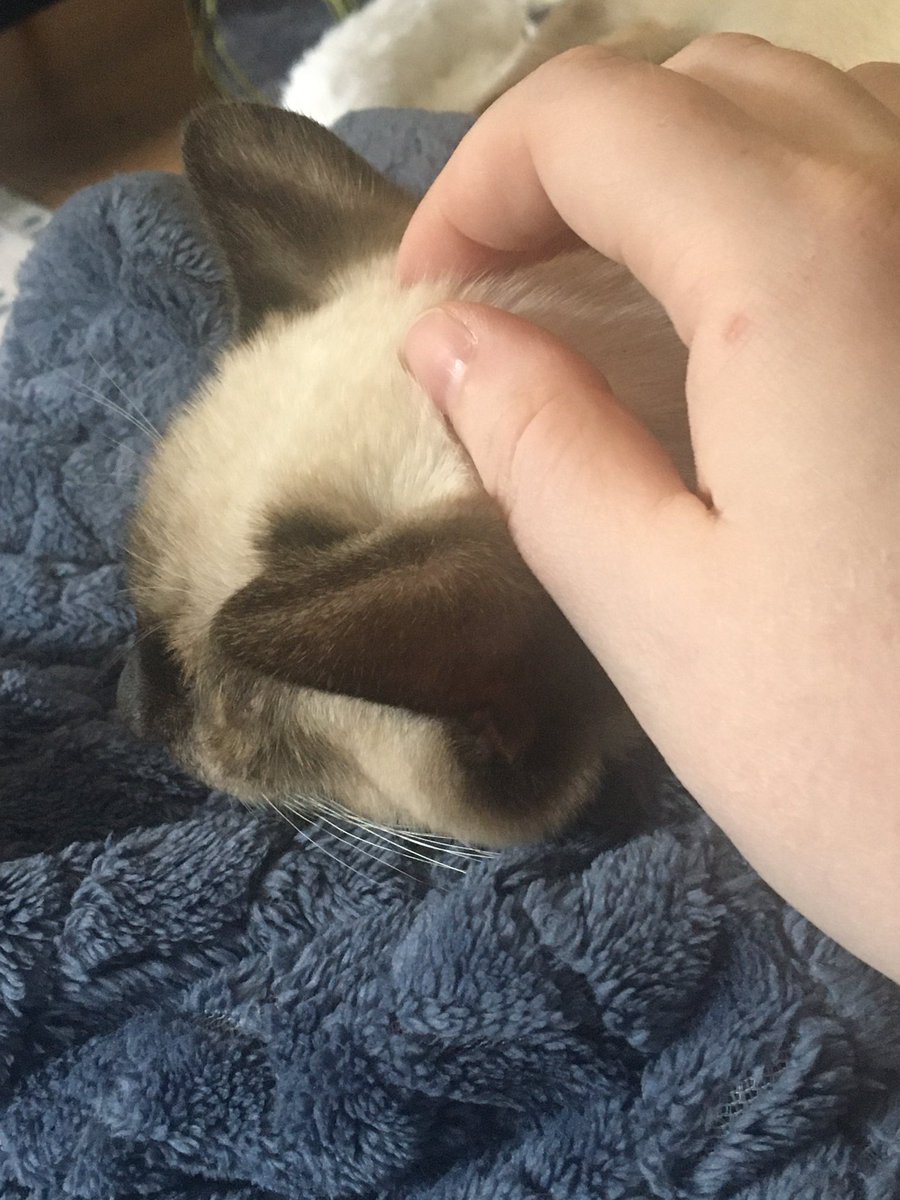 mindofgretchen's tweet image. Brier is watching the QF of the Baden Masters with me, although I think he’s more concerned about ear scratches than the score. #curling #curlingcat #BadenMasters