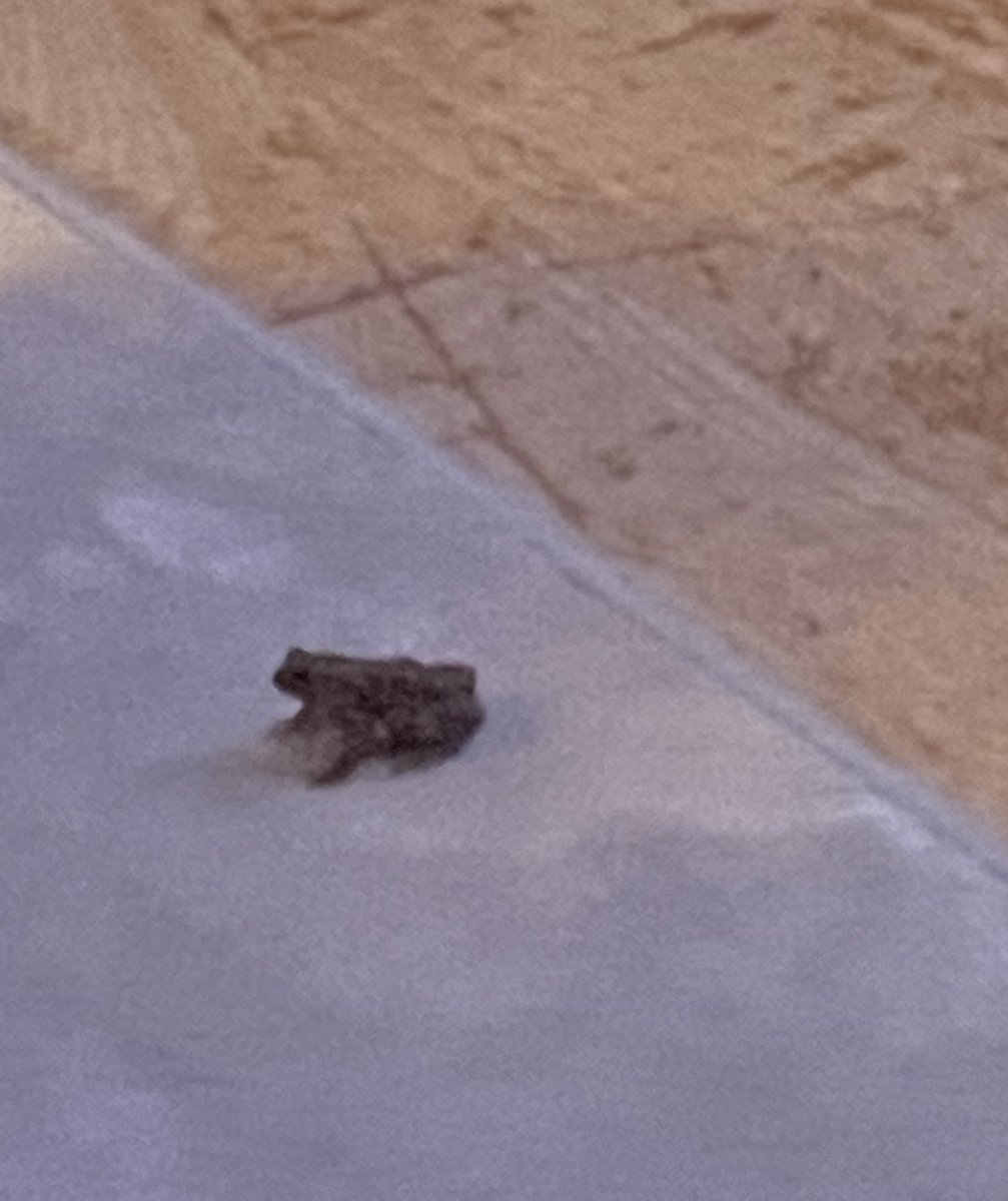 PonneRyden's tweet photo. 🐸 https://t.co/HeiqF3Ixpf
