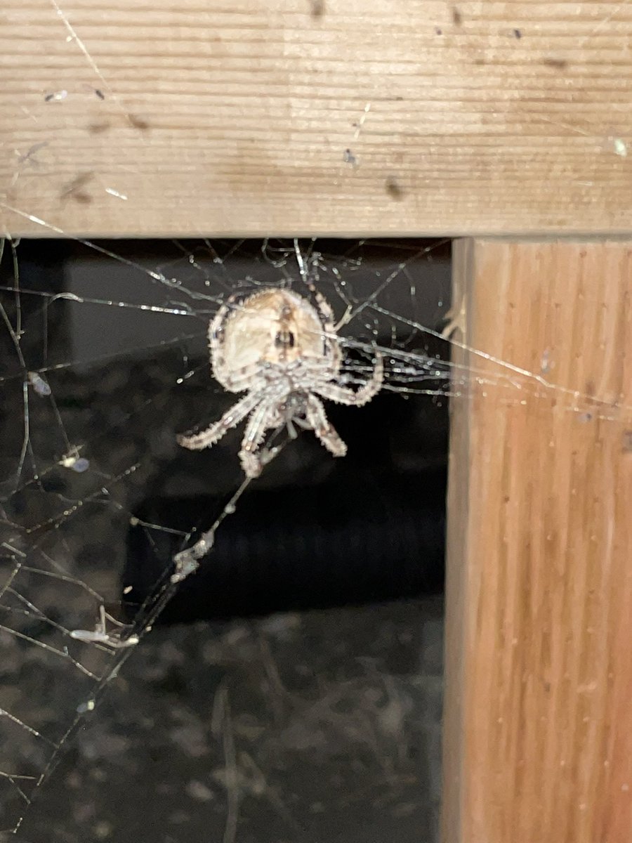 NickSchultz306's tweet photo. @royalsaskmuseum just wondering what type of spider this is. We have a bunch in our yard this year. They have made some pretty impressive webs. https://t.co/z9FrbRZkcI