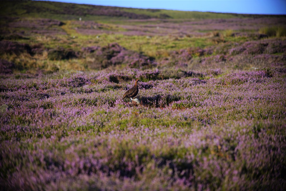 mjwalker_soft's tweet photo. ヘザーの丘の夜明け②
#Heather #Grinton #Swaledale @thisisswaledale
#YorkshireDalesNP #Yorkshire https://t.co/GTHcljRm8k