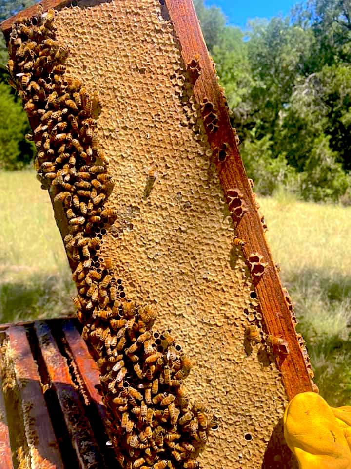 🐝 Aug. 20 is #NationalHoneyBeeDay! If you haven't heard the buzz, we have our very own honey company in our city! <a href="/RoundRockHoney/">Round Rock Honey</a> makes wildflower honey that is never heated or filtered! Get a bottle as a memento of your trip to our city! #GoRoundRock bit.ly/3gaoaGe