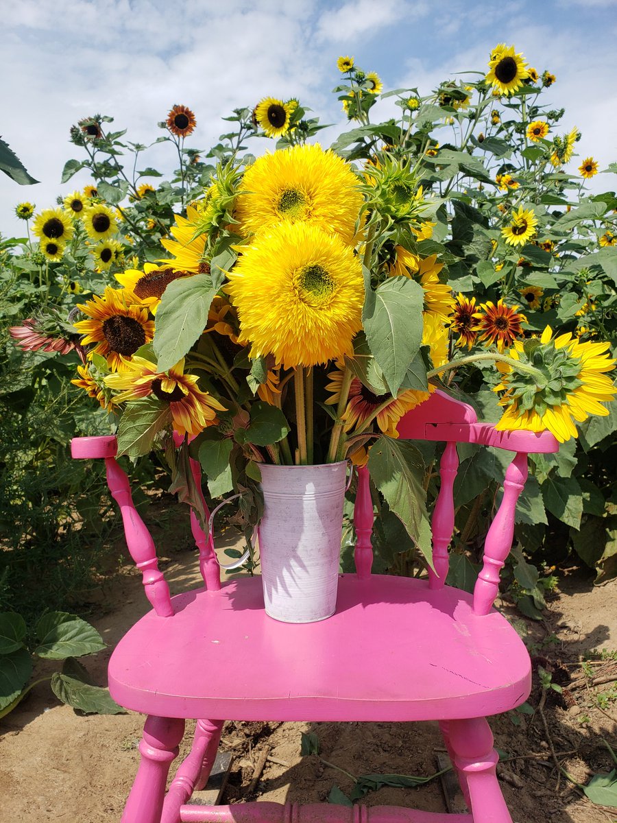 Stephanie Dill 🌻 tweet media