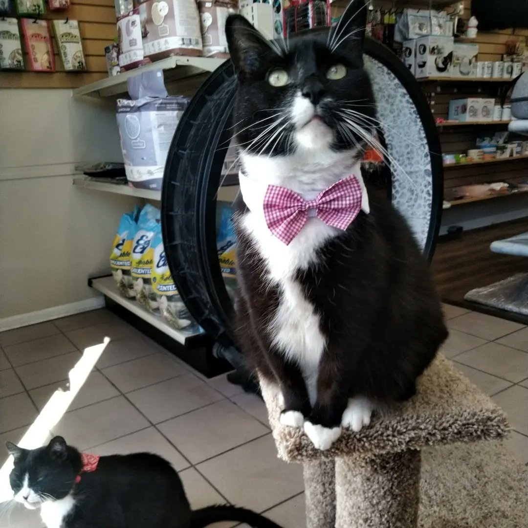 OneSpoiledKitty's tweet image. Happy Caturday everypawty! 
-store kitties Curious &amp;amp; Ninja 🐈 🐈🎈 🎉 
#Winnipeg #catstore #onespoiledkitty