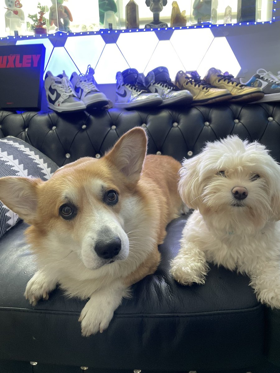 SAM F (@djsamf) on Twitter photo Positive puppy vibes for ur TL 🐶❤️ Positive puppy vibes for ur TL 🐶❤️