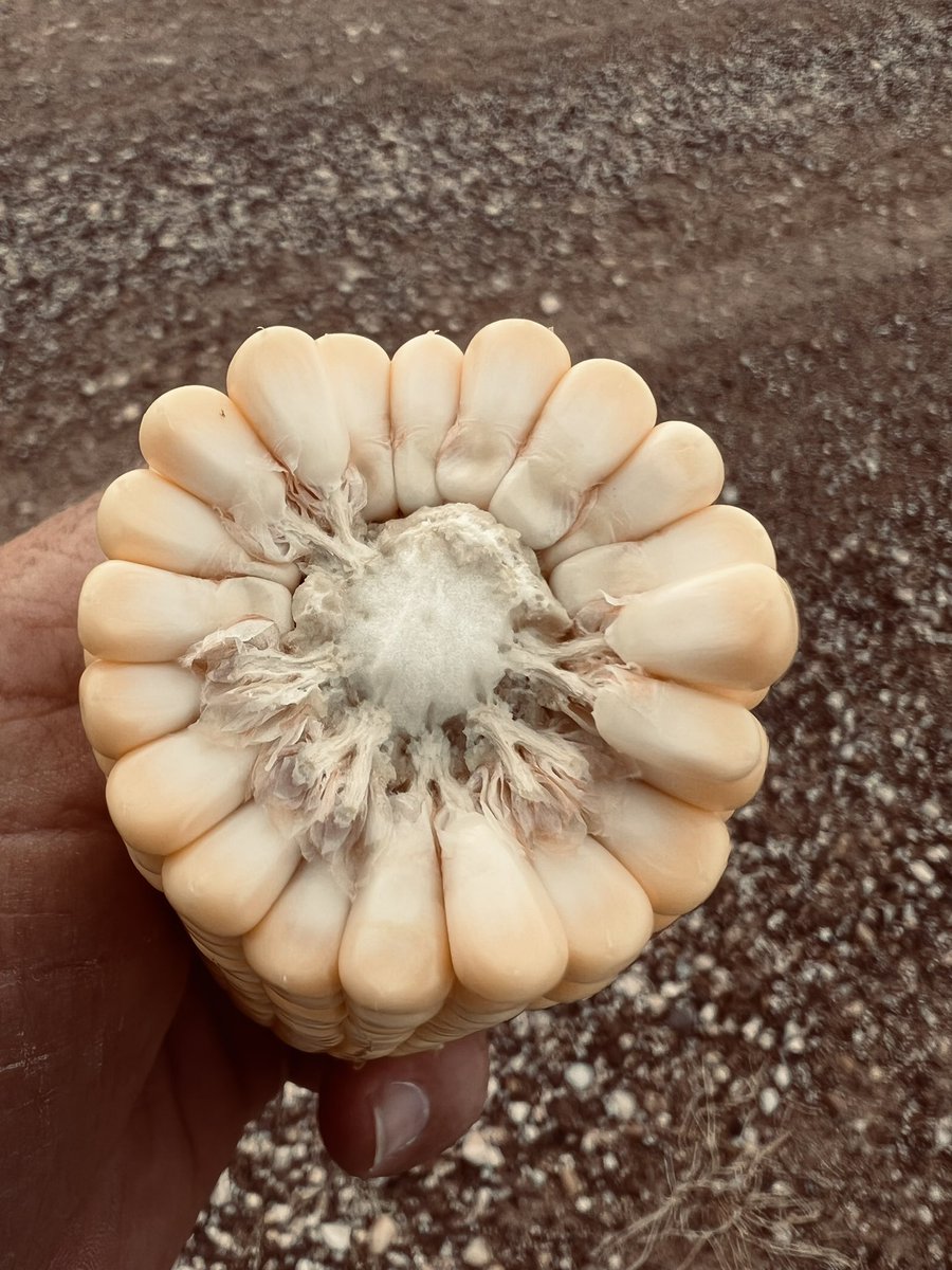 AVHighPlains's tweet photo. @AgVentureInc AV8614Q coming in hot at 20 around again. Still a long ways to go filling in that monster but looking good so far! ๐ช๐ฝ https://t.co/9H0itNNfHJ