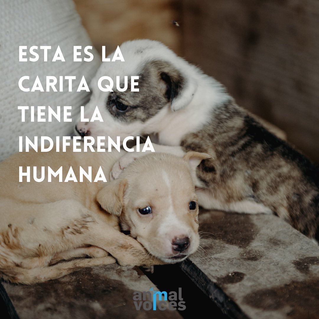 No se imagina lo triste que es encontrarnos a perritos enfermitos y desamparados 😔. Es muy duro pensar que para ellos no hay otra realidad más allá de la de vivir en la calle a su suerte.