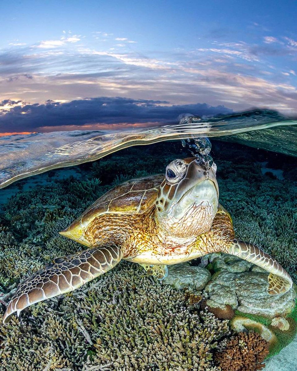 rising up to the surface to take
a breath of fresh air.
#greenseaturtle 
📷Jordan Robins