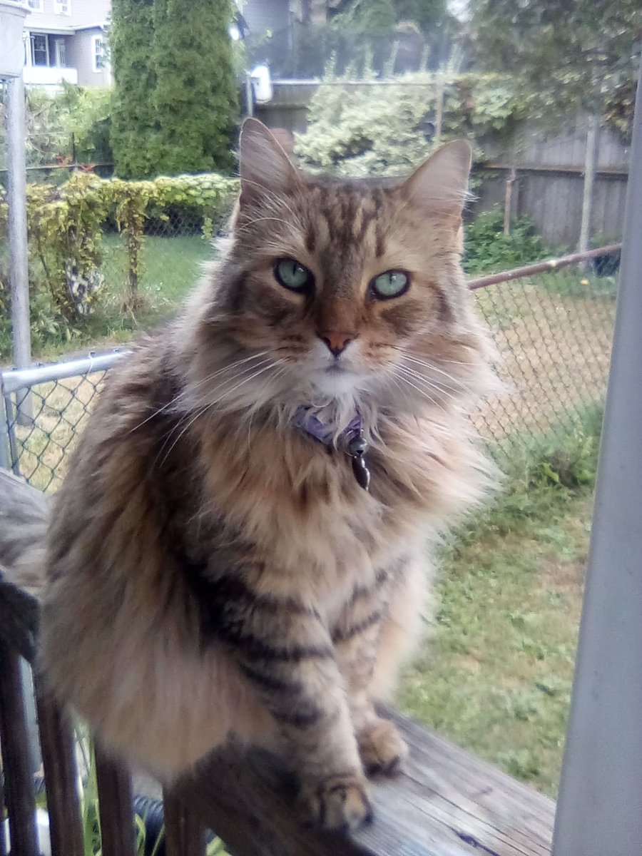 krazysane's tweet photo. Sprinkles loves #Caturday #CatSat #SatCat #krazysane #catsoftiwtter #cats https://t.co/UNlbVAUl98