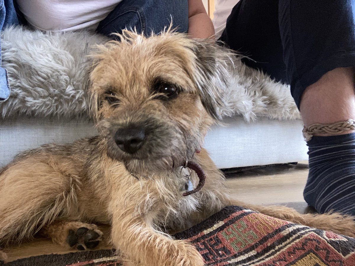 LottieGarton's tweet photo. @danfacey_ Tigger would like to be friends please and thank you 🐶 https://t.co/dOzBkGTa65