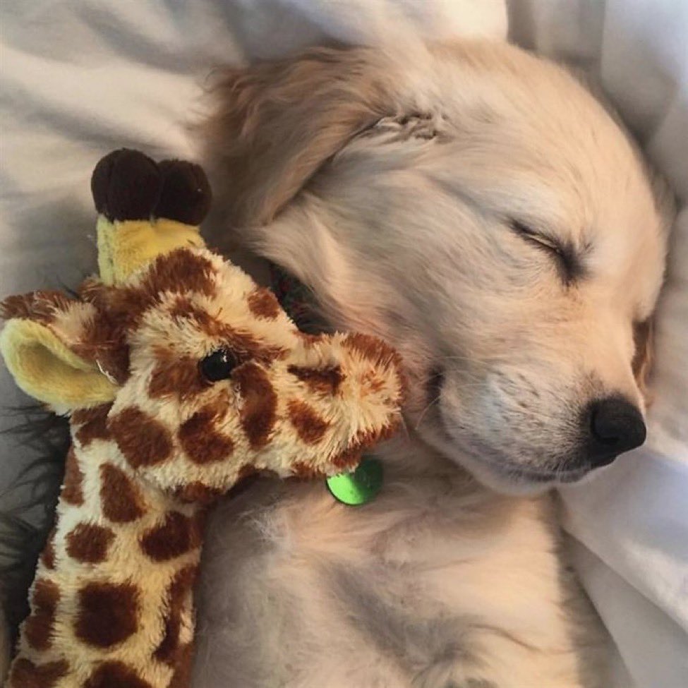 dinogodwhale's tweet photo. 🦒🐶 https://t.co/mgRLahLXvt