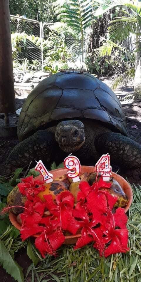 IronMike38's tweet photo. @MarkHamill In Tahiti, the tortoise named Te Ara Ui turned 194 this year. You can see her in Papeari botanical garden https://t.co/TgGAXUJt9I