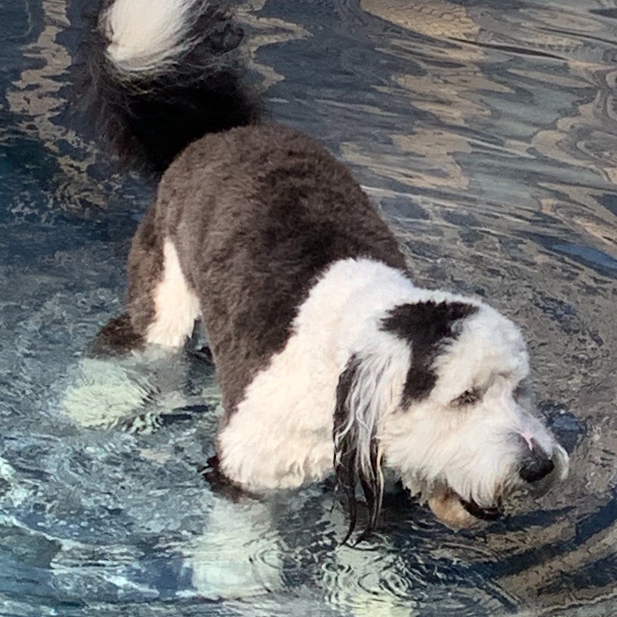 vanversusdog's tweet photo. Swimming and drinking 🐶🏖

#dogsofinstagram #dogdaysofsummer #sheepadoodle #sheepadoodlesofinstagram https://t.co/pqda00Zjni