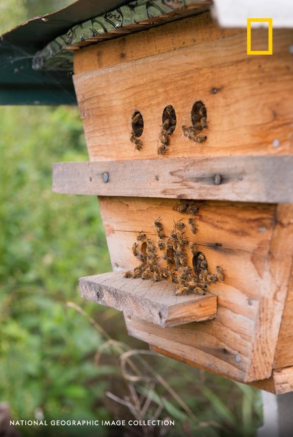 NatGeoTravel's tweet photo. Take a closer look at kept bees in Mars Hill, North Carolina. https://t.co/en7DdUPq6b