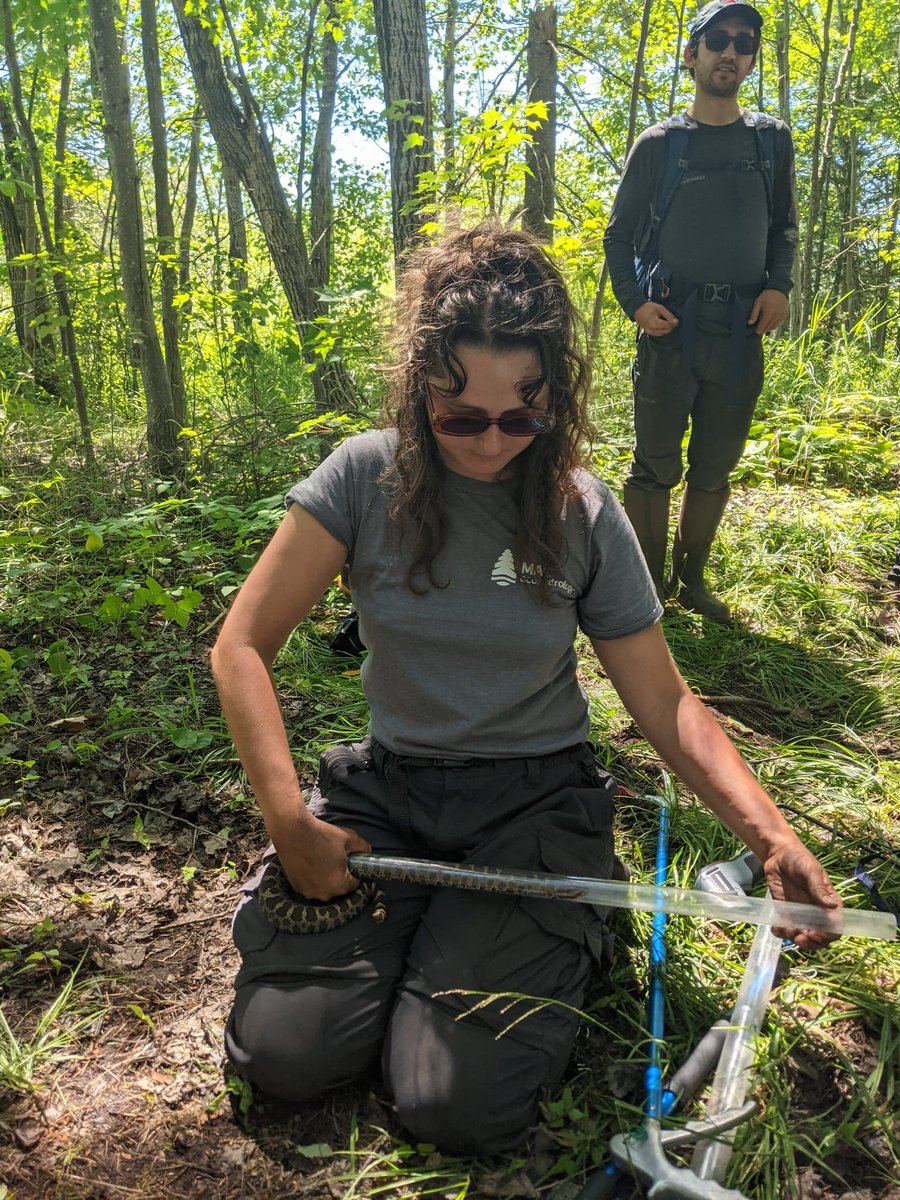 I had the pleasure of assisting on the pit tagging of a massauga under the supervison of Alanna, the SAR biologist at Magnetawan First Nation's Department of Lands and Resources 
Big thanks to Alanna, the Mag community, and <a href="/peatofmind/">Mike Waddington</a> for making this experience happen 🐍