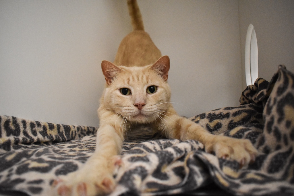 PeggyAdamsARL's tweet photo. #CleartheShelters NAME YOUR PRICE adoptions continue at Peggy Adams Animal Rescue League for all cats and dogs over 5 months of age through August 31st!⁠
⁠
@cleartheshelters https://t.co/6PVNHaanz7