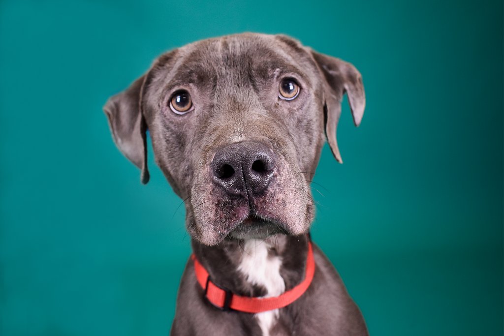 PeggyAdamsARL's tweet photo. #CleartheShelters NAME YOUR PRICE adoptions continue at Peggy Adams Animal Rescue League for all cats and dogs over 5 months of age through August 31st!⁠
⁠
@cleartheshelters https://t.co/6PVNHaanz7