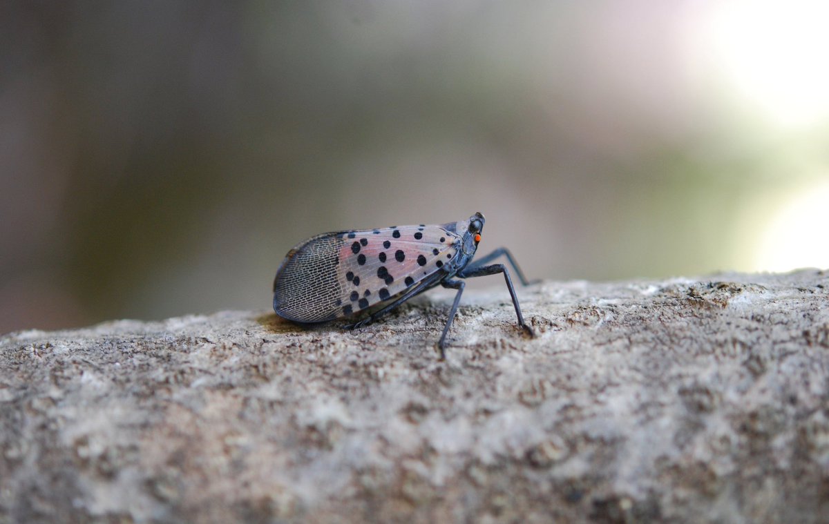 GovKathyHochul's tweet photo. Keep an eye out for spotted lanternfly. This invasive pest can cause real damage, and can impact tourism and recreation.  
In New York City, no need to report — step on or crush it if you spot it.  
Outside of New York City, report it to @nyagandmarkets: https://t.co/o7Oq4B9hKq https://t.co/REq8VDG1gy