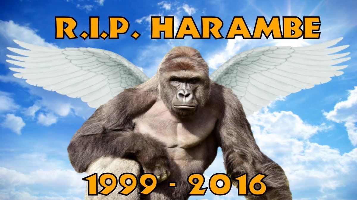 NEPHEWRXK's tweet photo. Monkeypox is just the curse of harambe. Yall shoulda never killed my nigga. First is monkeypox, next is planet of the apes. Yall asked for it! https://t.co/ZywzUL5kTb