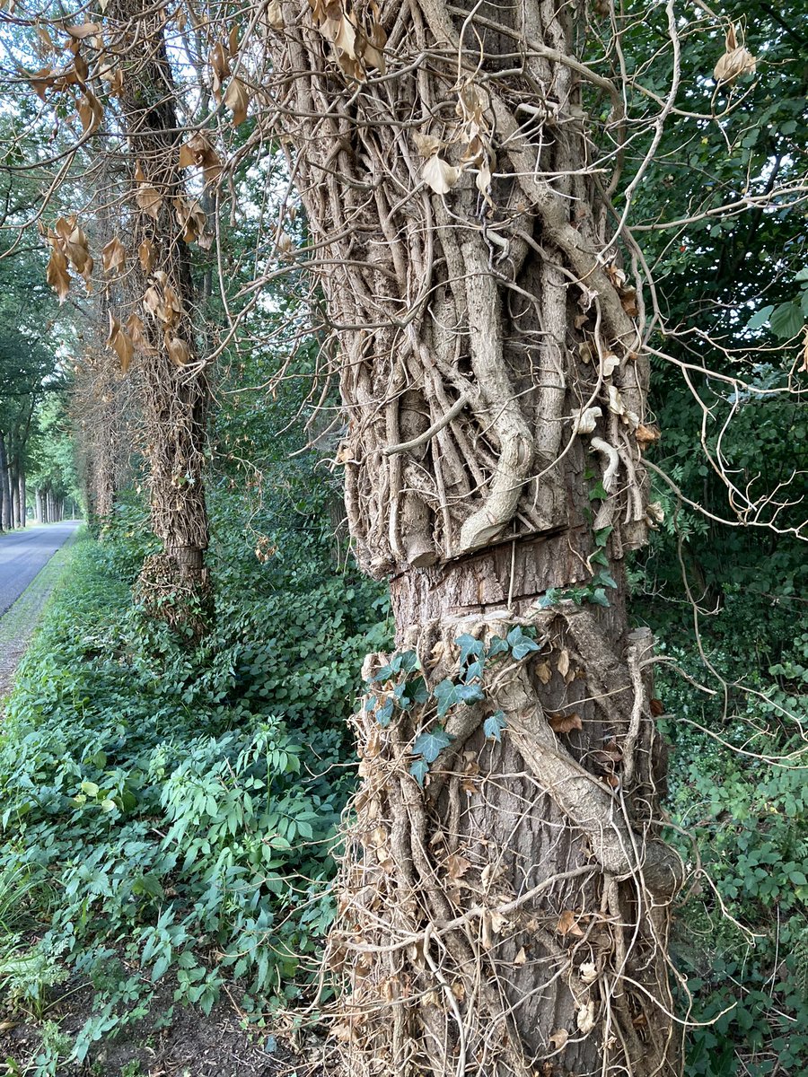 Zo nuttig, #klimop. Ze bloeien bijna en juist in een periode dat het voedselaanbod voor #insecten sterk afneemt. Klimop is onschadelijk voor bomen. Daar denken ze in Haarlo, gem. <a href="/Gem_Berkelland/">Gemeente Berkelland</a>, heel anders over. Prachtige klimop van tientallen jaren oud ruw afgezaagd.