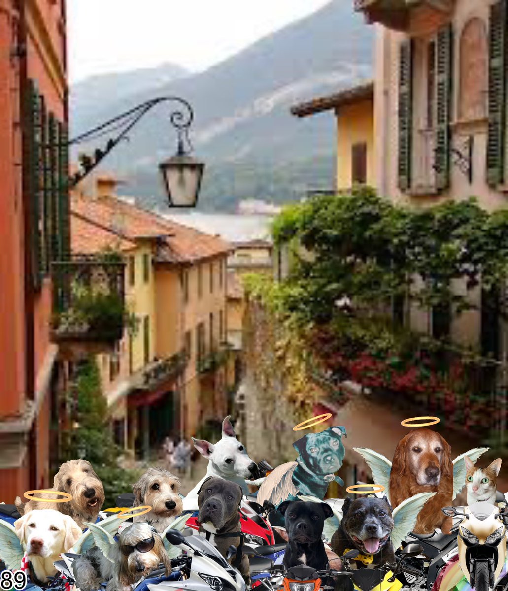 <a href="/Skiddy_siddy/">LB</a> <a href="/syd_akaYog/">Syd the squid aka smiling Syd</a> <a href="/JulesAllenxx/">Baby Frank & his teddy, Edward 🧸🏴󠁧󠁢󠁷󠁬󠁳󠁿</a> <a href="/Baloowiththebr1/">BigHeartBaloo</a> <a href="/SHi75333764/">SallyHi75333764</a> <a href="/good_pbgv/">Major Frankie extraordinaire</a> <a href="/Mark_99nc/">Mark</a> time for some refreshment? #theruffriderz 89 🇮🇹