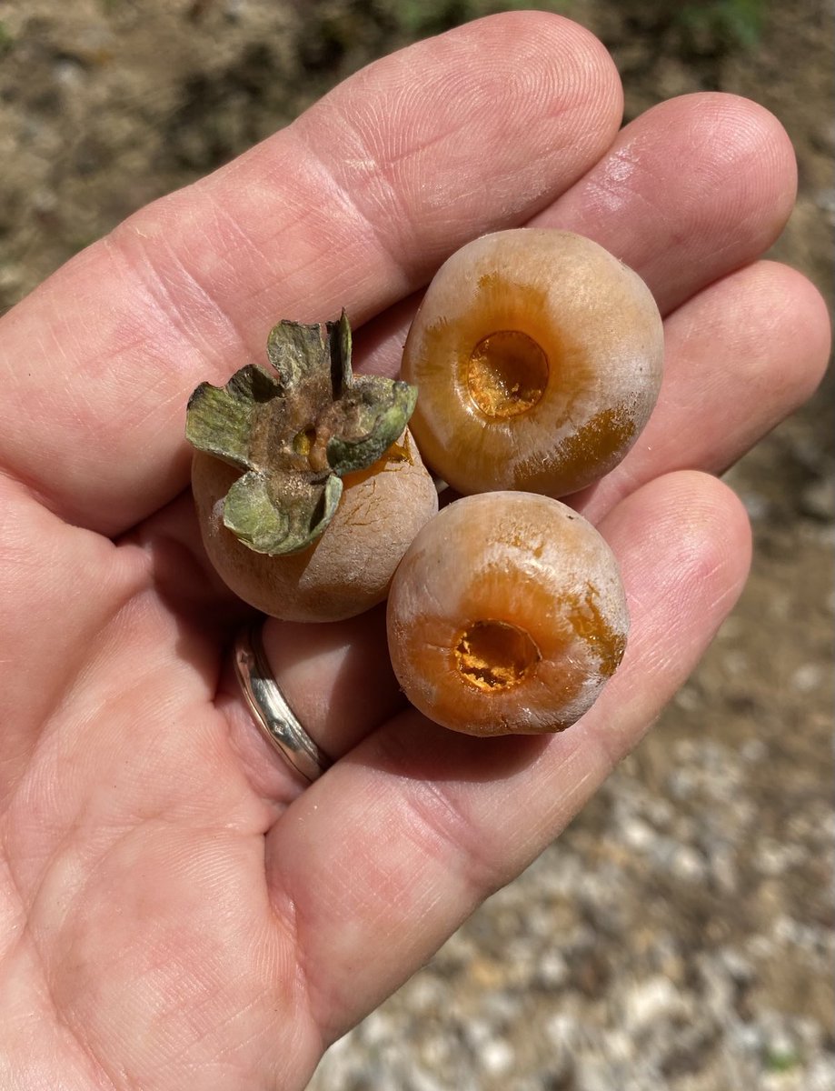 BradMaisto's tweet photo. Persimmons are starting to fall in Southern Indiana. Time for some p-pudding? #maistomountain #persimmons #persimmonpudding #falliscoming https://t.co/tiQC3m585i