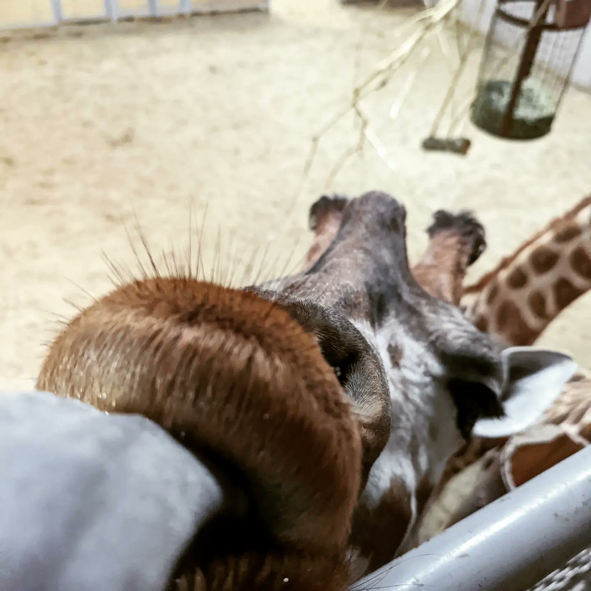 LeonoraMariaD's tweet photo. New friends made 🦒🦒 #FeedingTime #BestTime #Giraffes #ZooDays @EdinburghZoo https://t.co/7mCuQZ8RDg