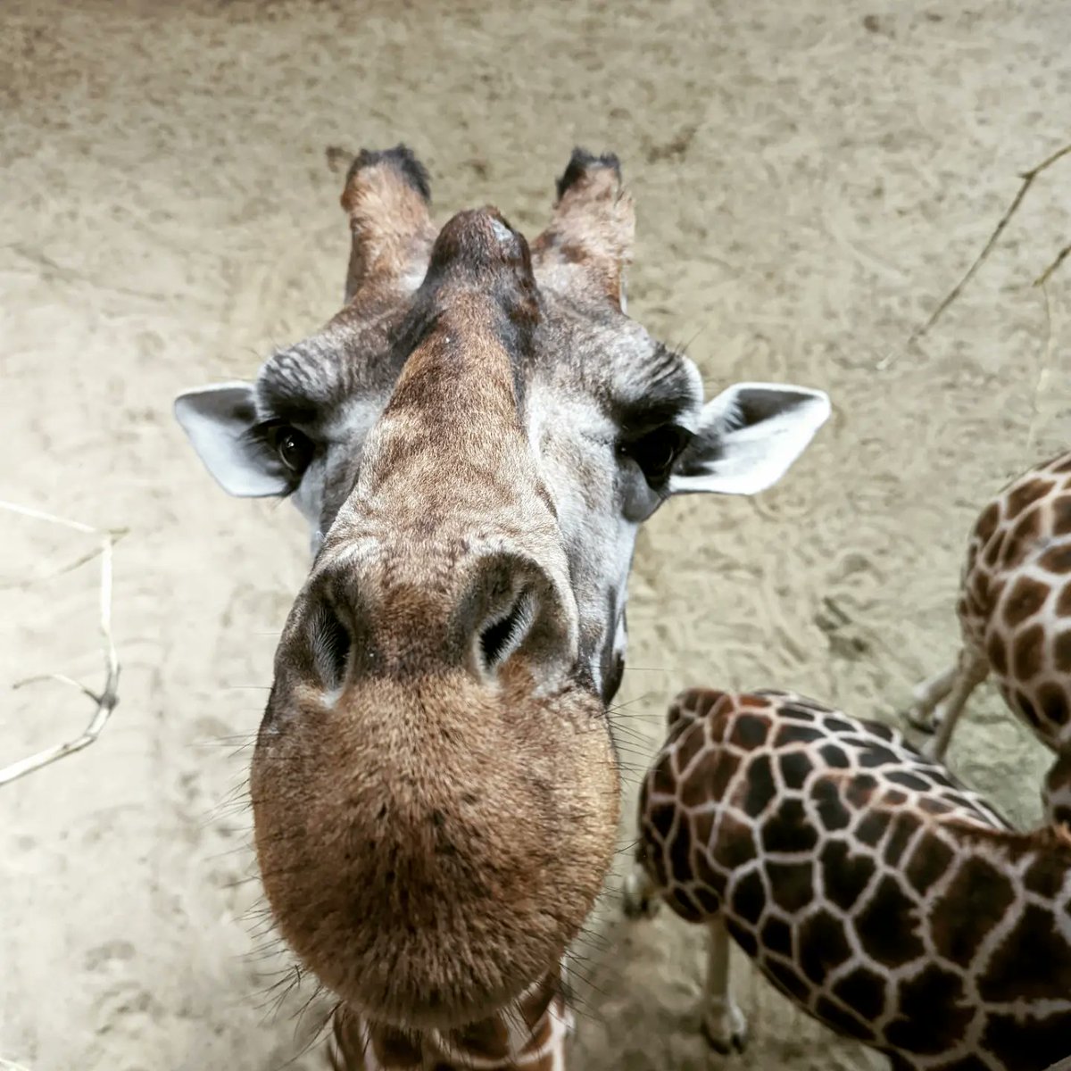 LeonoraMariaD's tweet photo. New friends made 🦒🦒 #FeedingTime #BestTime #Giraffes #ZooDays @EdinburghZoo https://t.co/7mCuQZ8RDg