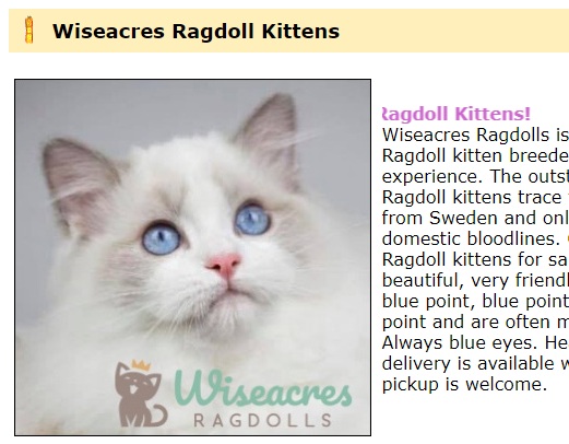 absolutekittens's tweet photo. New Ragdoll Listing! https://t.co/GcKTPkOYxE https://t.co/ttc181X0Pp
