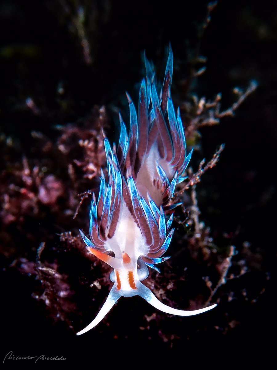 RiccardoPorced3's tweet photo. Another #pokemon caught at the Capo Caccia #MPA . #Cratena peregrina
#biodiversity #conservation #ocean #nudibranch #macro #macrophotography #mediterraneansea #dive #freediving #snorkeling #natgeoit #natgeo #natgeoyourshot #natgeowild @PADI @NikonItalia https://t.co/hNbVDICWzE