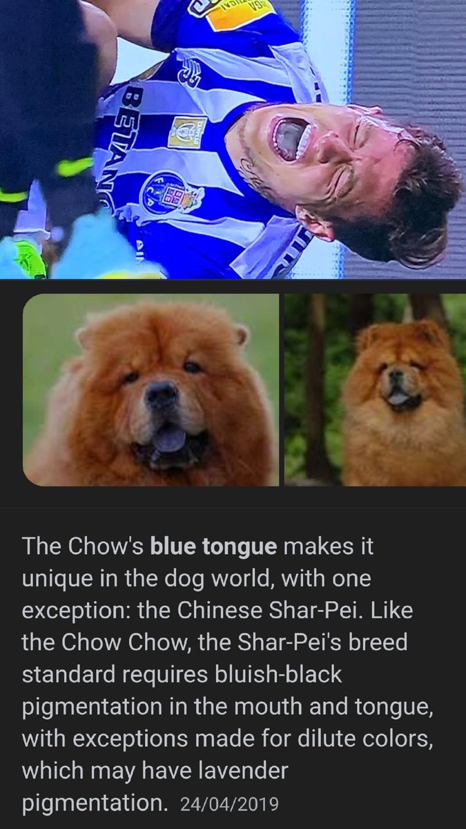 Não é por nada, mas se não é daquelas vitaminas que os atletas da W52-FC Porto tomam nem é daquele tipo de rebuçados que pintam a língua, então o Otávio só pode ser arraçado de Chow Chow.