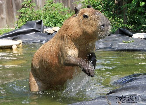capivaraclan's tweet photo. @EuSouoBieI @tftandrewd VOA, CAPIVARA, VOA! #GoCPV🚀 https://t.co/PGKrp0KTRW