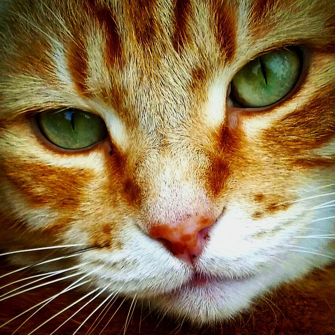 JayanneYoung's tweet photo. Happy #Caturday furriends from Wils the Cat, ginger cat stud muffin extraordinaire! 😺💕 #WilstheCat #CatsofTwittter 🐾🐾 https://t.co/ewkCi5LTGf