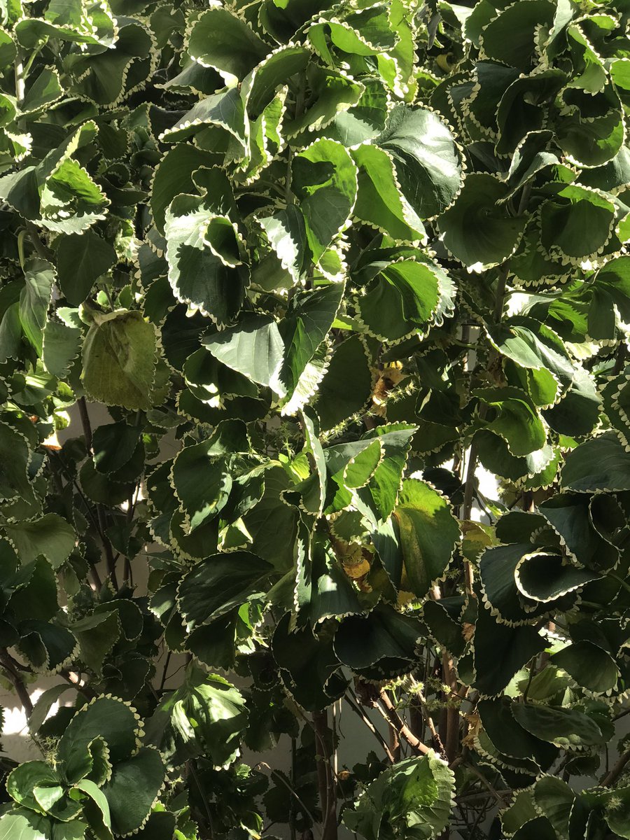 MiBonao's tweet image. ‘Acalypha wilkesiana’ de tonalidad verde; las hay también rojas! #MiBonao #acalifa #acalypha