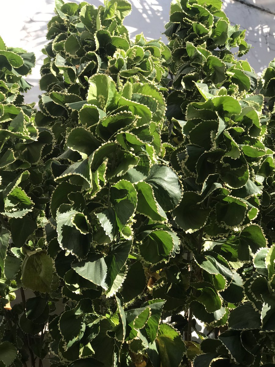 MiBonao's tweet image. ‘Acalypha wilkesiana’ de tonalidad verde; las hay también rojas! #MiBonao #acalifa #acalypha