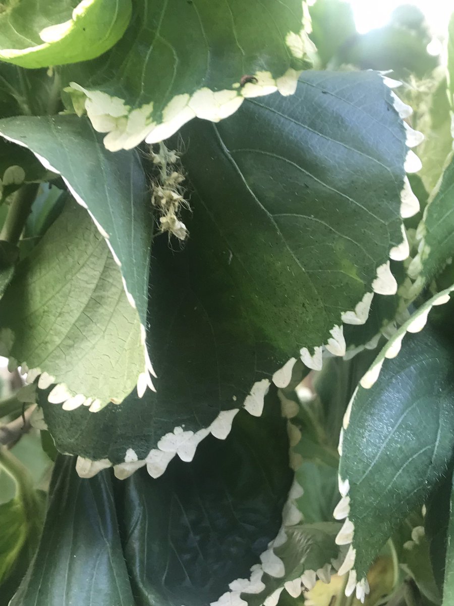 MiBonao's tweet image. ‘Acalypha wilkesiana’ de tonalidad verde; las hay también rojas! #MiBonao #acalifa #acalypha