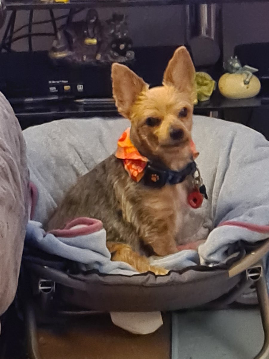 AndrewHughes88's tweet photo. My little girl Gucci went over the 🌈  on Thursday. Love you baby. https://t.co/IPXwhwuzlx