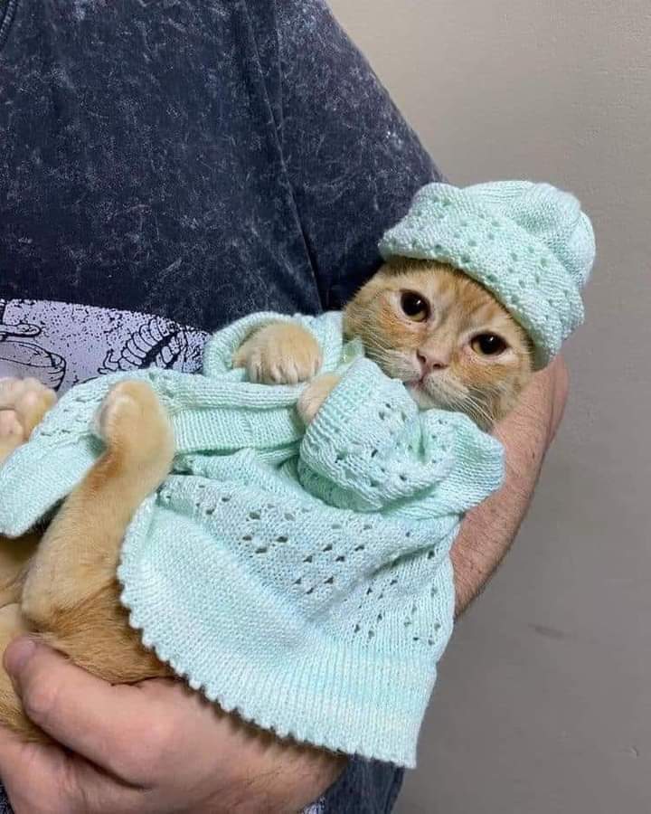 Mi gata cuando nos visita la abuela.. ☺️😅