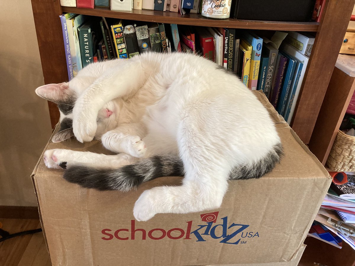 My cat looks about as happy with #BackToSchool season as I am. At least we both love the <a href="/SchoolKidz/">Teacher Tailored</a> boxes that make life easier with 3 school-age kids. I just wish they had a way to make homework management easier 😬.