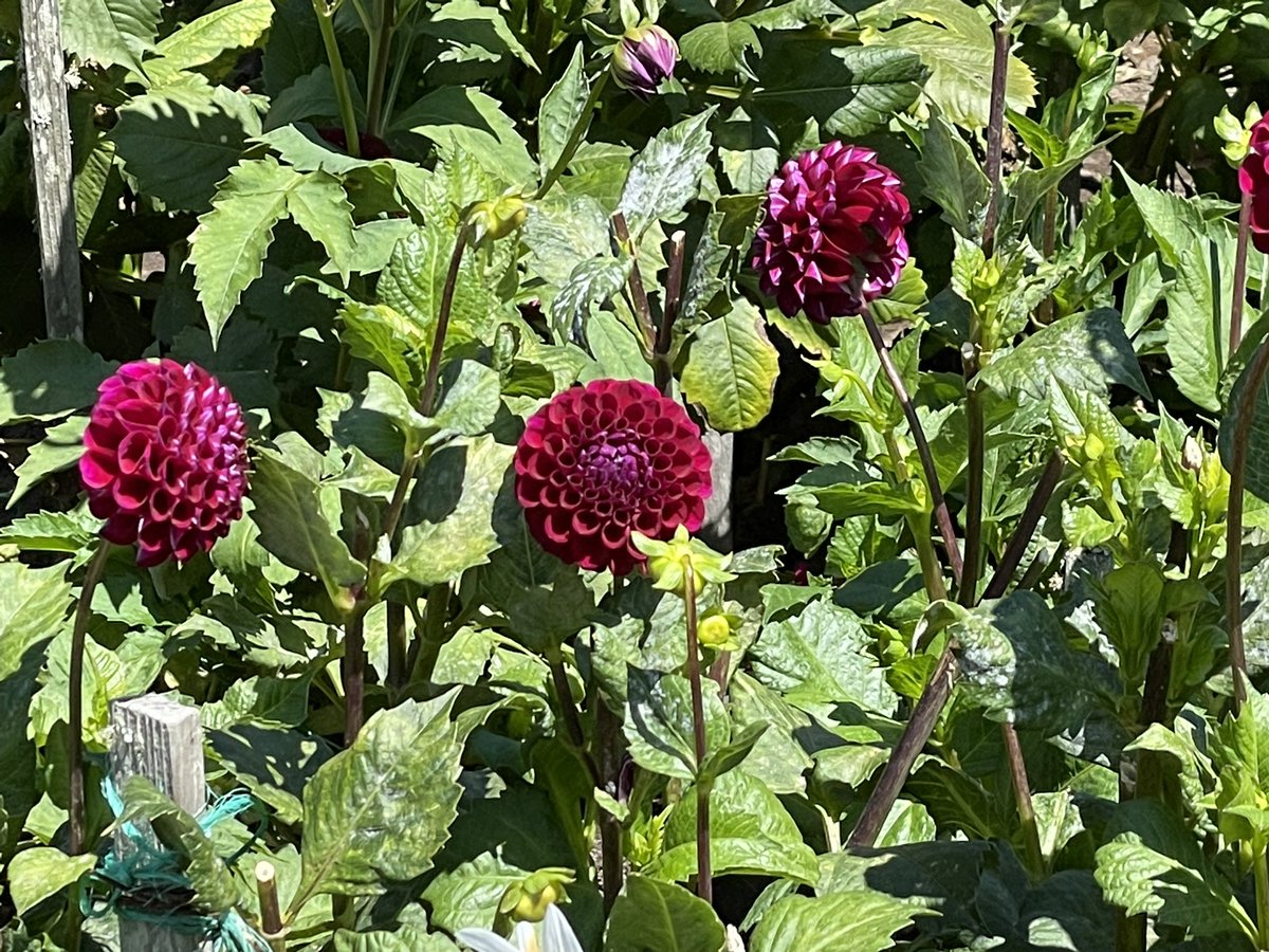 Dahlia garden