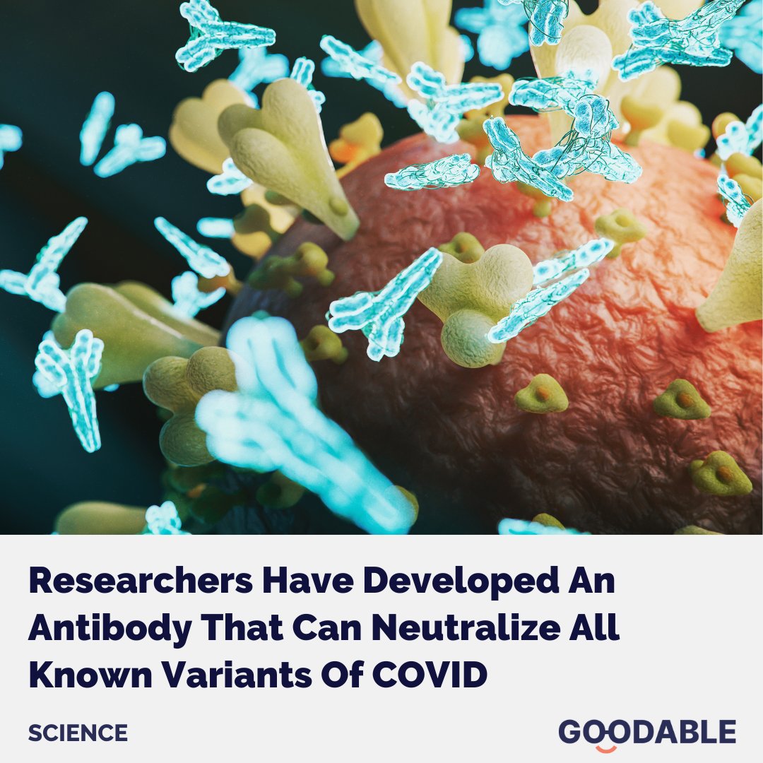 Good Science Alert:

Researchers in Boston have developed a new antibody that can neutralize all known strains of Covid.

That's right — all of them.

Here's how they did it and why it could be a game changer: news.goodable.co/109026