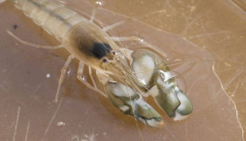ElMundoSV's tweet photo. #AlertaPlaneta l Los camarones mordedores anuncian en el océano el aumento de temperaturas
>> https://t.co/lO0OLxKBiC https://t.co/X5bTD9lG7A