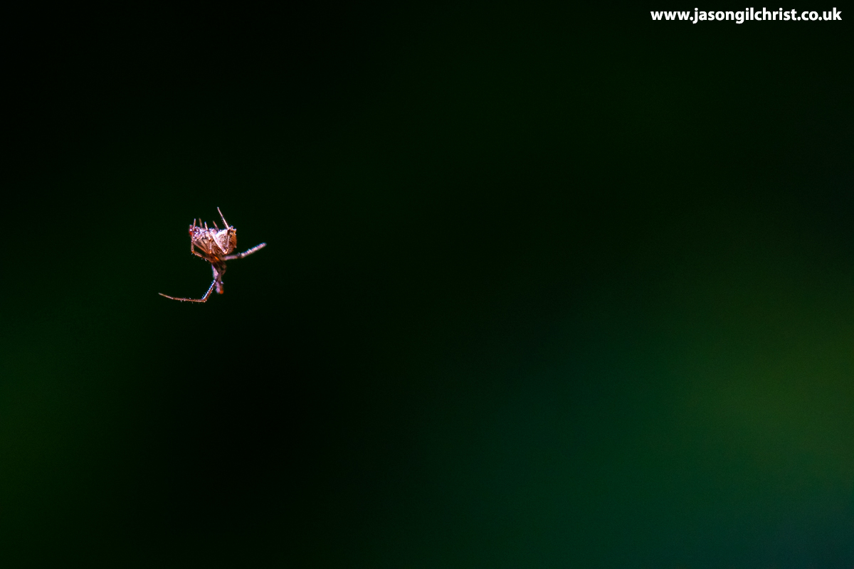 jgilchrist13's tweet photo. Tiny, doesn't do this wee spider justice. Assume it's a baby spider? Body length ~3mm. Garden, Kirkliston, Scotland. #tiny #spider #BabySpider #Springwatch #TwitterNatureCommunity #WildlifePhotography #ThePhotoHour #macro #MacroPhotography #MacroHour #Kirkliston #Scotland🕷️ https://t.co/NrAdhT2koE