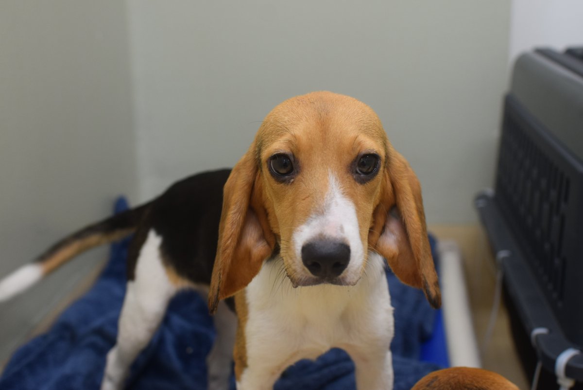 OregonHumane's tweet photo. Today is the first day of the rest of their lives! 🐶🐾🥰 OHS welcomed 80 dogs from a historic operation to remove nearly #4000beagles from a mass-breeding facility that sold them to laboratories. @HumaneSociety
@GreaterGoodorg

Donate to help pets - https://t.co/hgkwRkXeZC https://t.co/WpXBP1hU6v