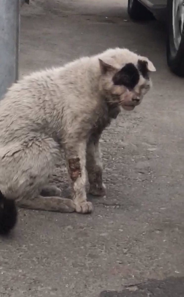 سارة🕊🇸🇦 tweet media