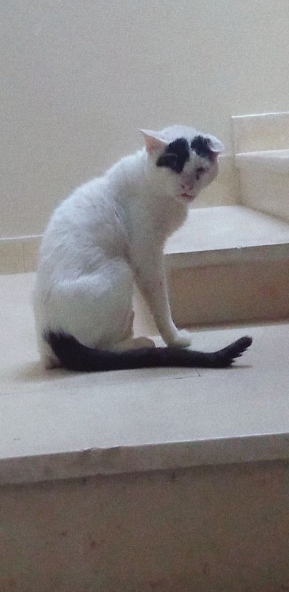 سارة🕊🇸🇦 tweet media