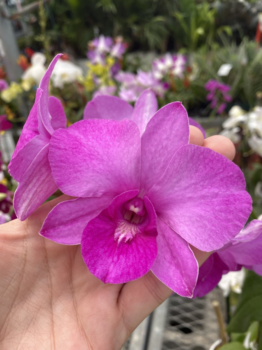 BetterGro's tweet photo. Here's an impressive palm-sized orchid blossom. This bloom is a bit larger than many dendrobiums - as you can see in this shot. Makes for an impressive blossom spray that gets your attention.
Den. AiYaRa Pink

#bettergro #bettergroblooms #orchidblooms #blooms #orchids https://t.co/em9pDd1ZJw